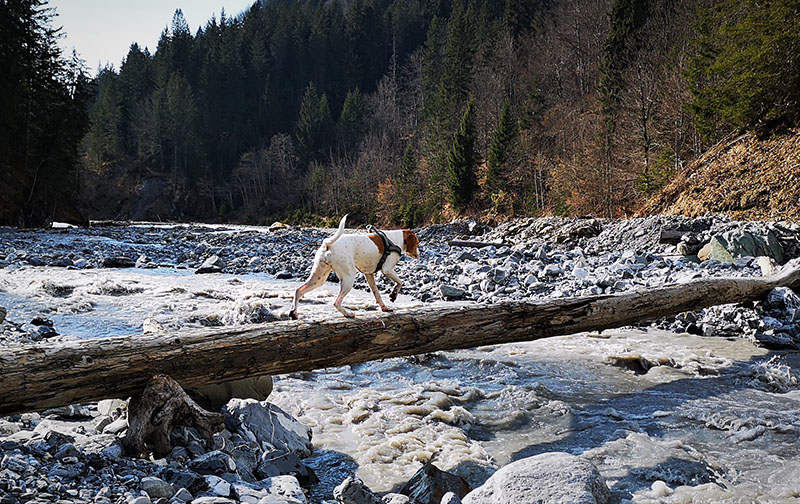Hund überquert Bach über umgestürzten Baum,